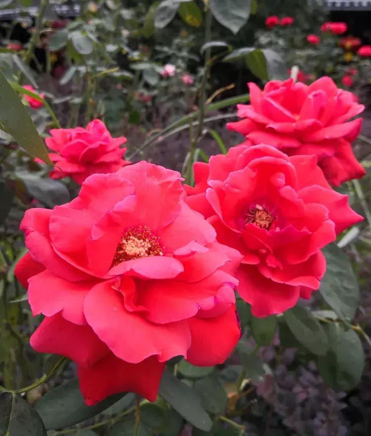 老年人学唱歌课堂,老年人学唱歌的教程