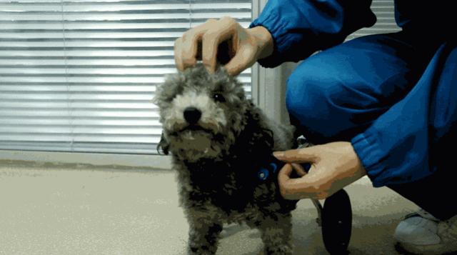 宠物皮肤病科普和治疗,宠物医生奇葩问题