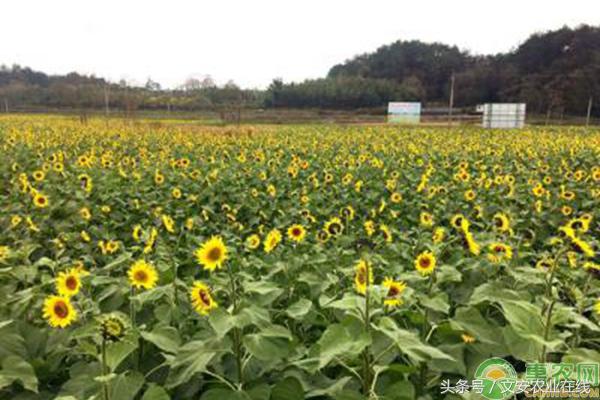 内蒙古葵花籽批发价格,全国葵花籽价格最新行情分析