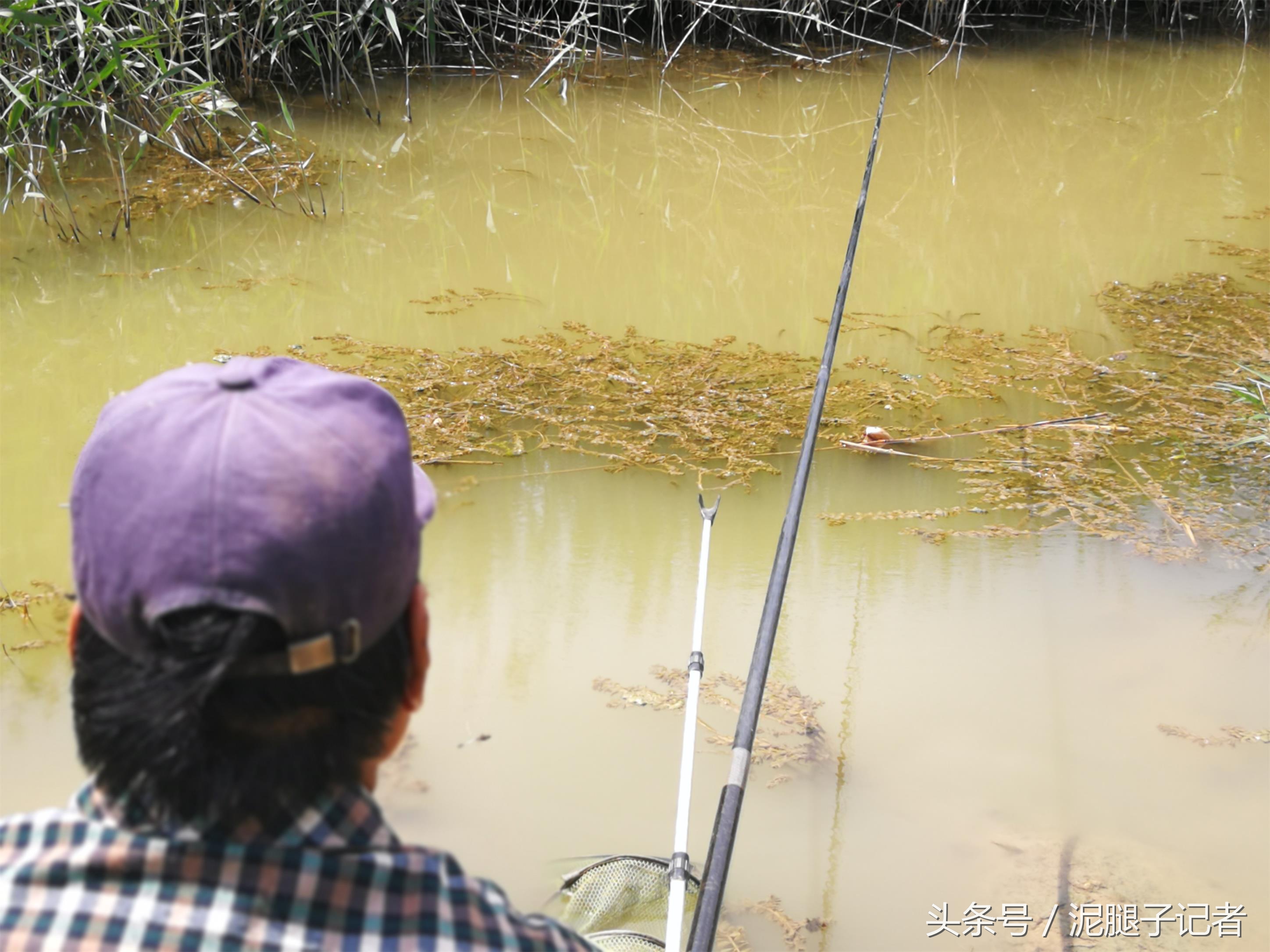小河沟野钓能遇到什么鱼,野河沟钓鱼钓到珍稀鱼