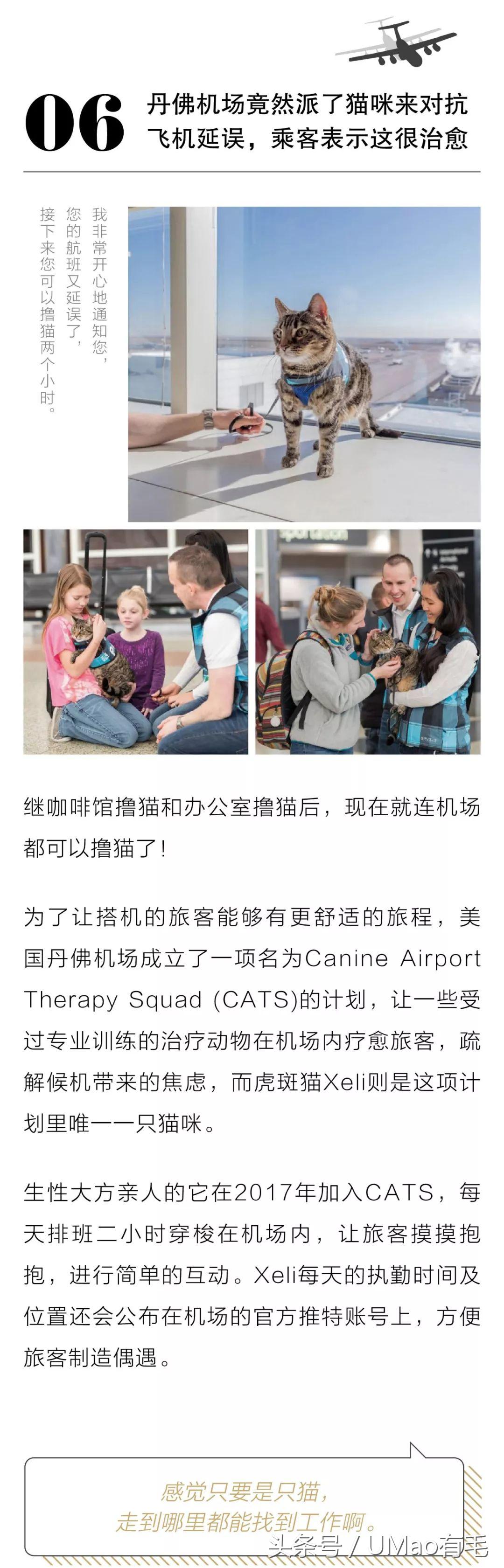 养猫人才懂的8大迷惑事件,养猫被忽悠的那些事