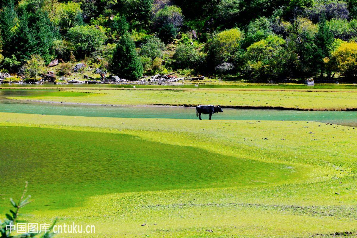 四川黑竹沟国家森林公园,四川天曌山国家森林公园