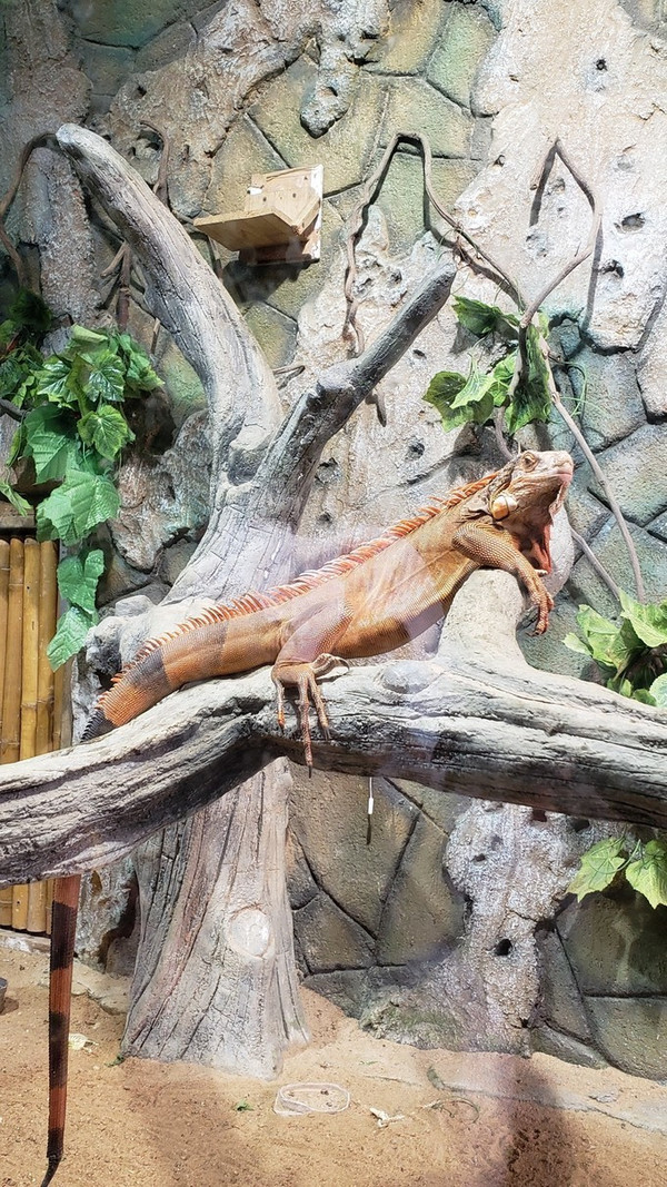 三亚独行攻略,三亚必去的景点和美食