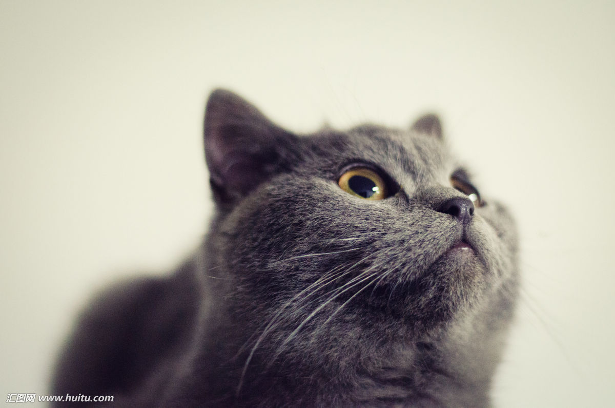 已经绝育的猫咪为什么突然乱尿,怎么去除猫咪的尿味让它不乱尿