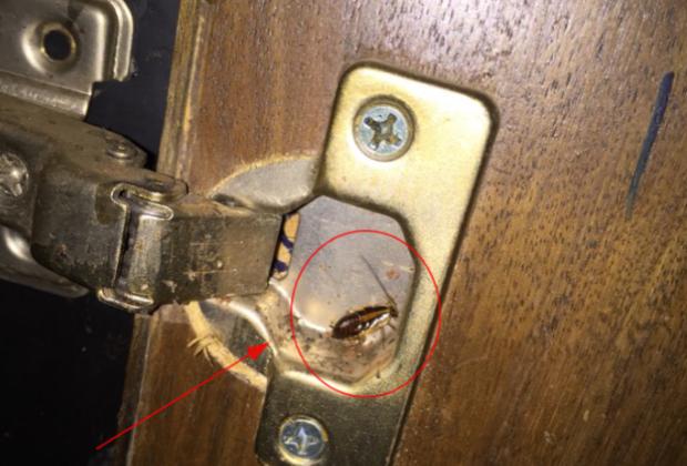 家里有蟑螂怎样驱蟑螂小妙招,家里有蟑螂怎么办蟑螂要怎样灭