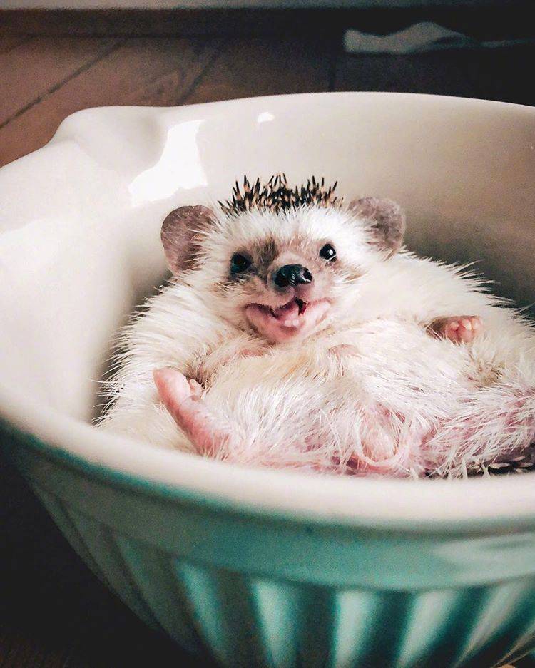 真正的小刺猬的图片,小刺猬图片