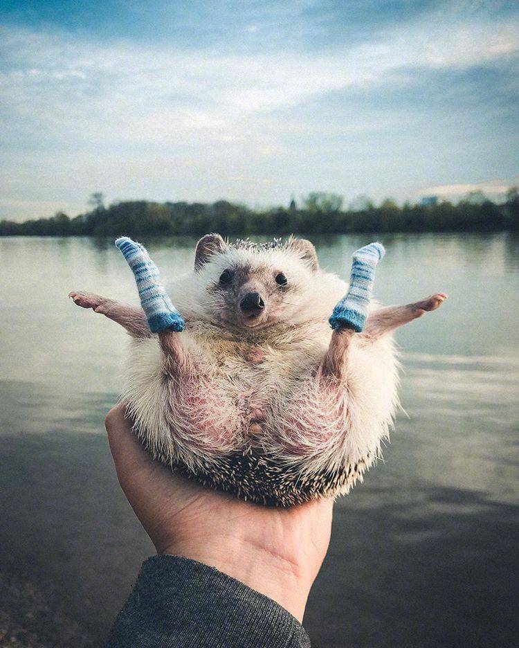 真正的小刺猬的图片,小刺猬图片