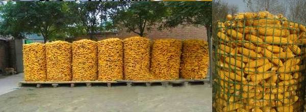 玉米收回来了该怎么储藏,玉米收割后怎么储存