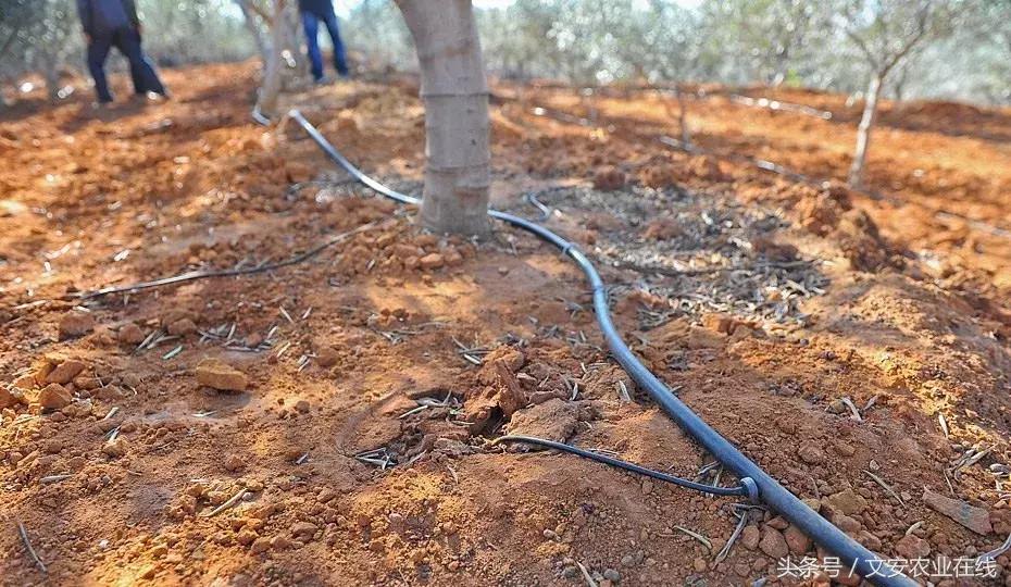 滴灌堵塞解决方法,滴灌堵了怎么办