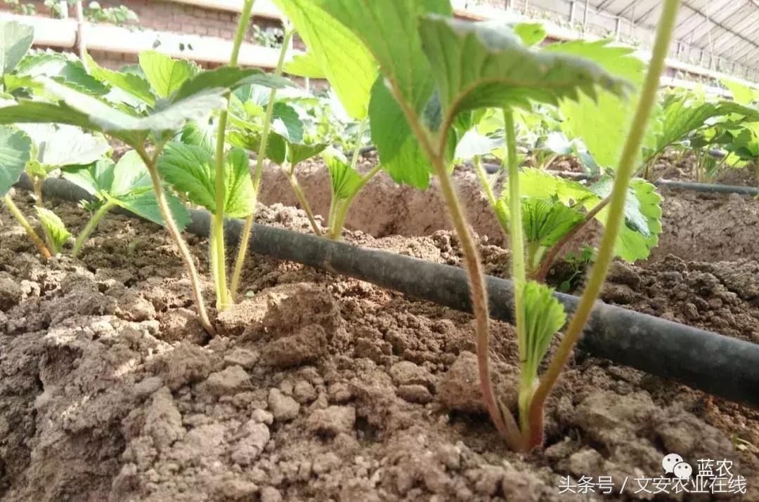 滴灌堵塞解决方法,滴灌堵了怎么办