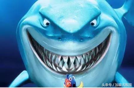 一男子跳进鲨鱼池,美国一男子跳进水族馆鱼缸