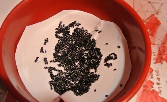 火龙果种子小盆栽怎么养护,火龙果种子放水里泡