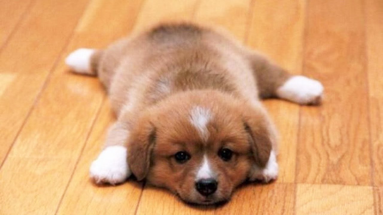 关于狗的100句名言,狗狗的100句经典语录