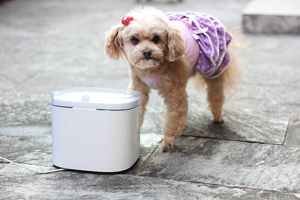 宠物饮水机大容量猫咪自动喂水器,宠物猫咪饮水机推荐