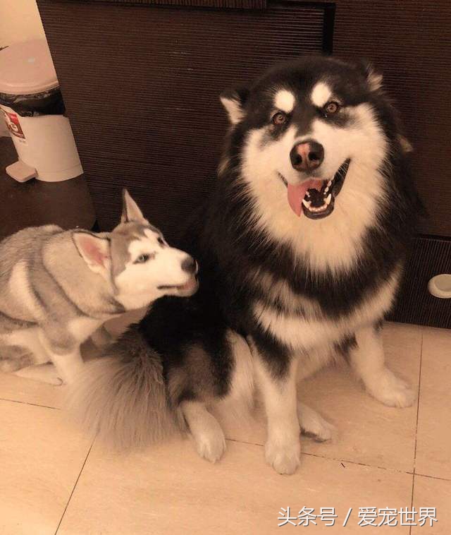 刘二豆和瓜子为什么不能经常更新,刘二豆和瓜子的名字是从哪里来的