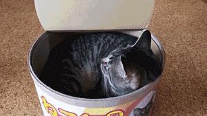 怎么给猫挑选猫罐头,猫主子吃什么猫罐头