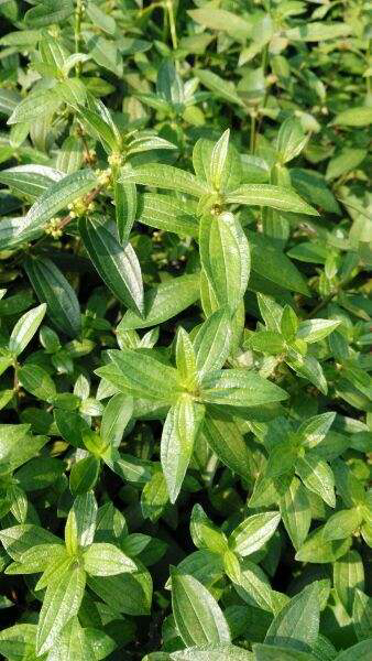 中药雾水葛功效与作用,雾水葛功效