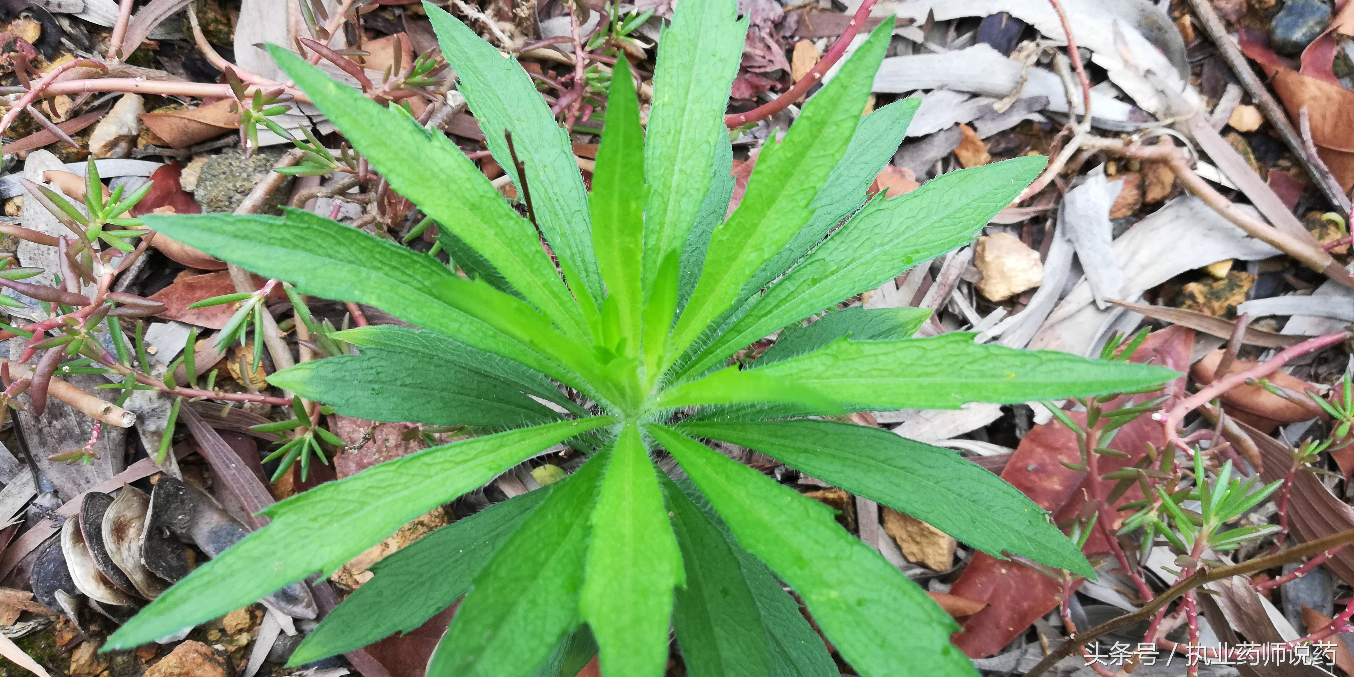 重阳节登高功效,重阳节上山挖草药视频