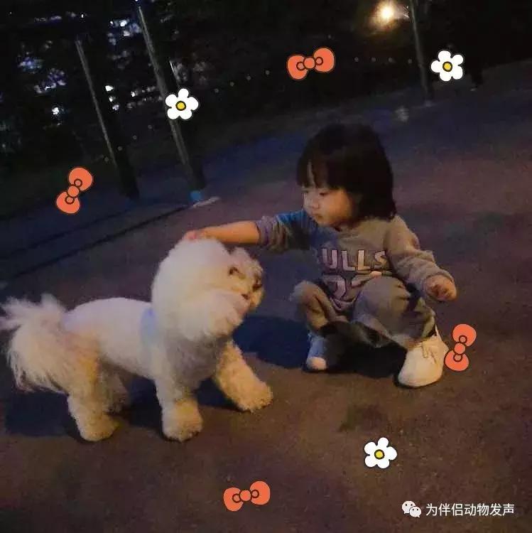 怀孕的时候你还会坚持养宠物吗,孕妇几个月就可以养宠物狗狗了