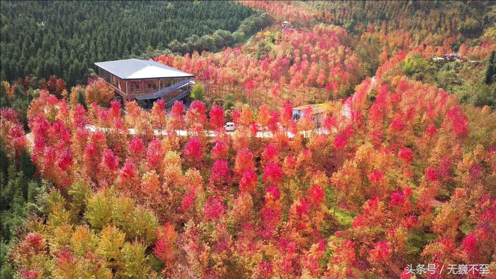 川西红枫岭赏红叶美景,成都红枫岭