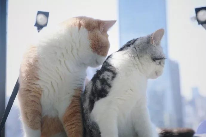 猫咪呕吐怎么办可以喂猫粮吗,猫咪怀孕呕吐吗