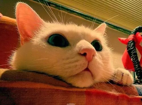 猫咪呕吐怎么办可以喂猫粮吗,猫咪怀孕呕吐吗