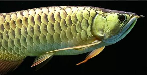 龙鱼常见病症大全,龙鱼的常见疾病以及治疗