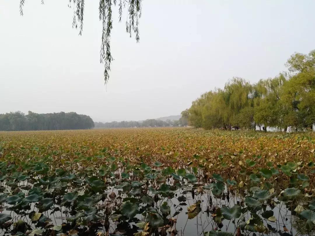 商住的商铺能买吗,为什么不能碰别墅