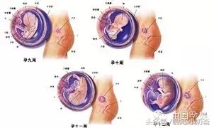 胎儿发育过程图3d动画,胎儿发育过程图水果