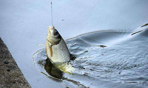 钓鲫鱼买红虫怎么选择饵料,红虫钓鲫鱼有荚膜开饵方法