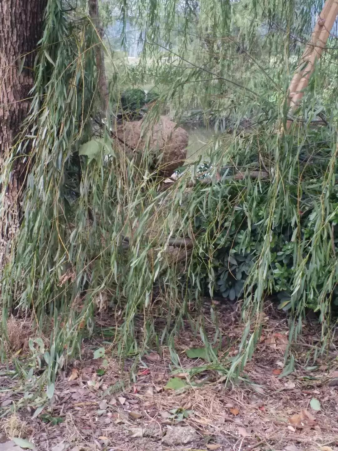 七旬老人被马蜂蛰伤害,老人要是被马蜂蛰了应该怎么治