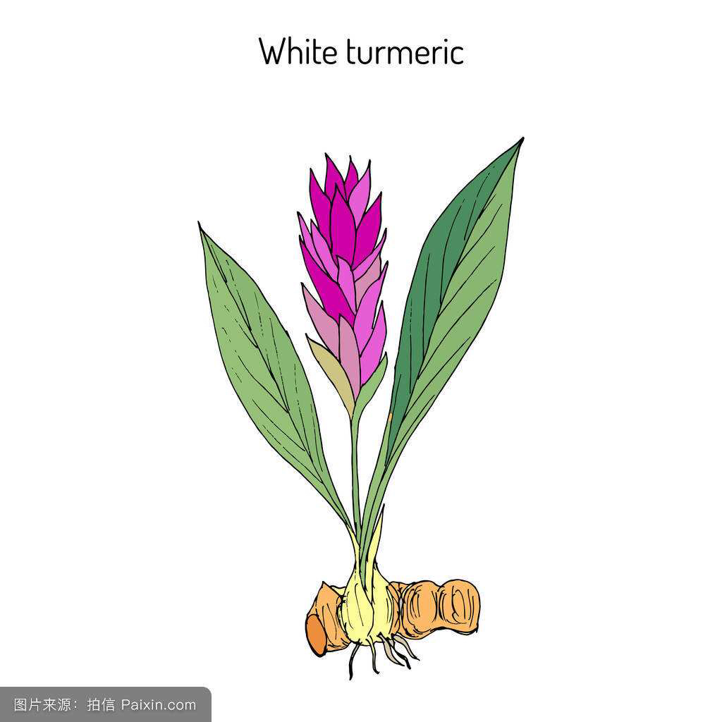 中药材莪术销售,中药材莪术的样子
