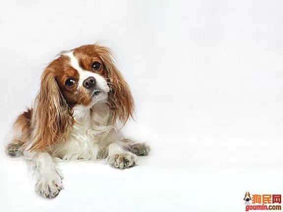 各种狗狗搞笑视频集锦,狗狗集锦