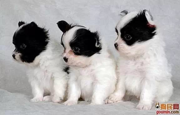 各种狗狗搞笑视频集锦,狗狗集锦