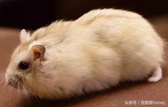 仓鼠中记忆强大的仓鼠品种,布丁仓鼠和三线仓鼠为什么会打架