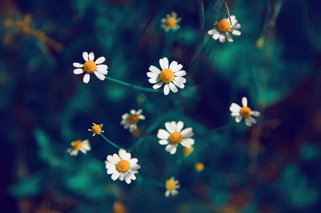 适合敏感肌的湿敷水洋甘菊,洋甘菊纯露修复敏感肌反馈