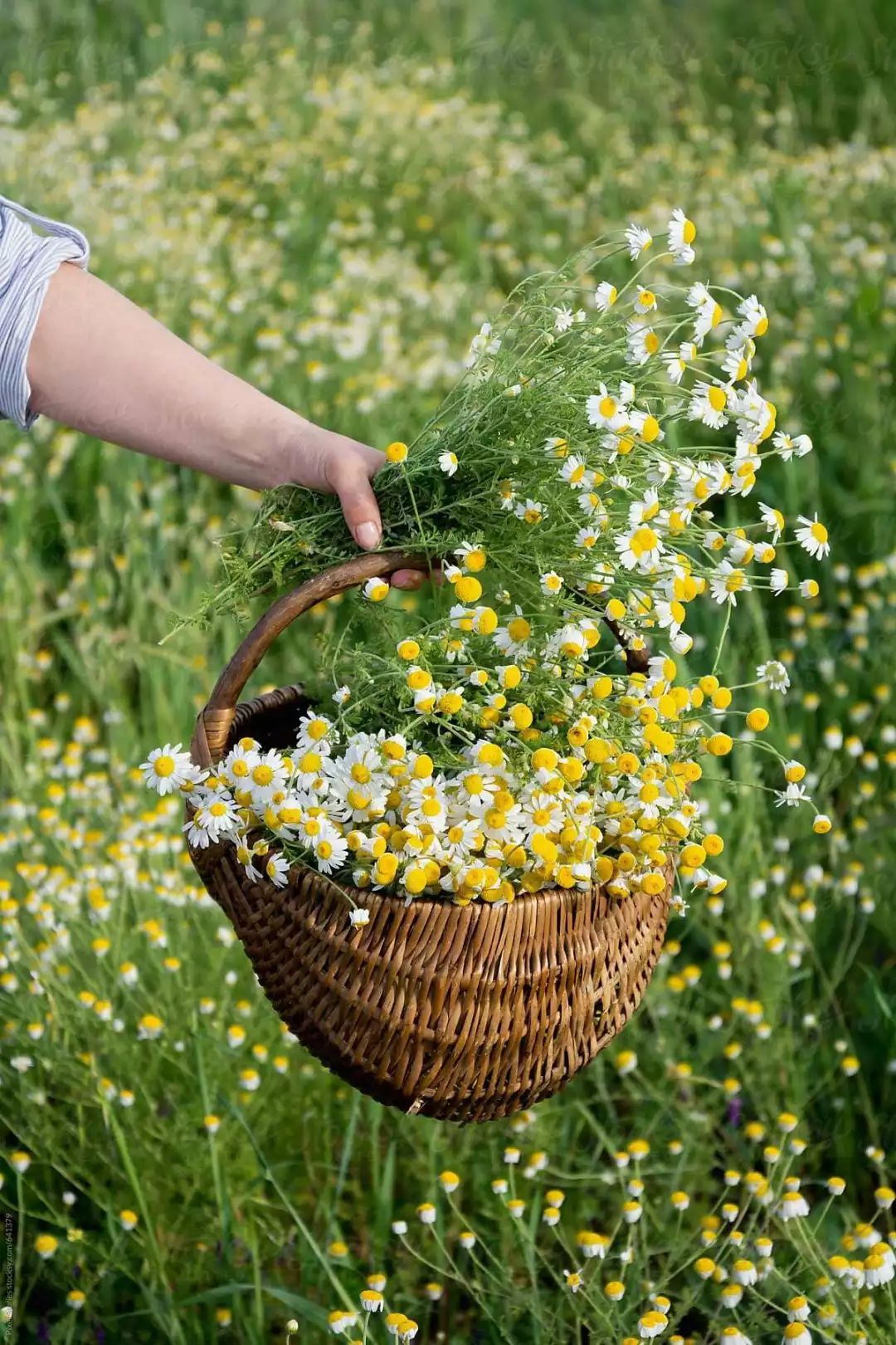 适合敏感肌的湿敷水洋甘菊,洋甘菊纯露修复敏感肌反馈
