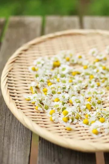 适合敏感肌的湿敷水洋甘菊,洋甘菊纯露修复敏感肌反馈