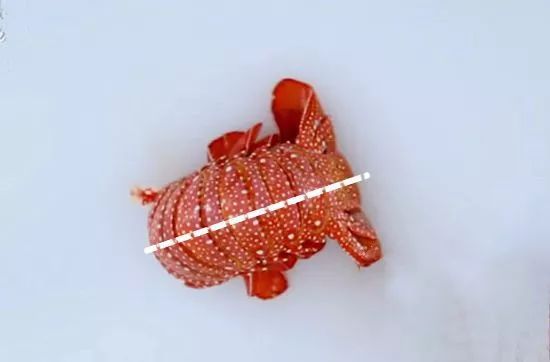 如何处理龙虾才是正确方法,龙虾活虾怎么处理最快又干净