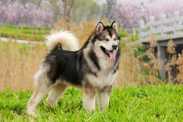 什么狗狗比较乖听话好养,狗狗文静变活泼