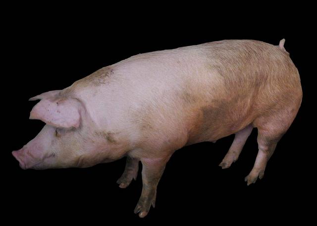 猪病毒性腹泻和细菌性腹泻的区别,猪吃了流行性腹泻的料几天发病