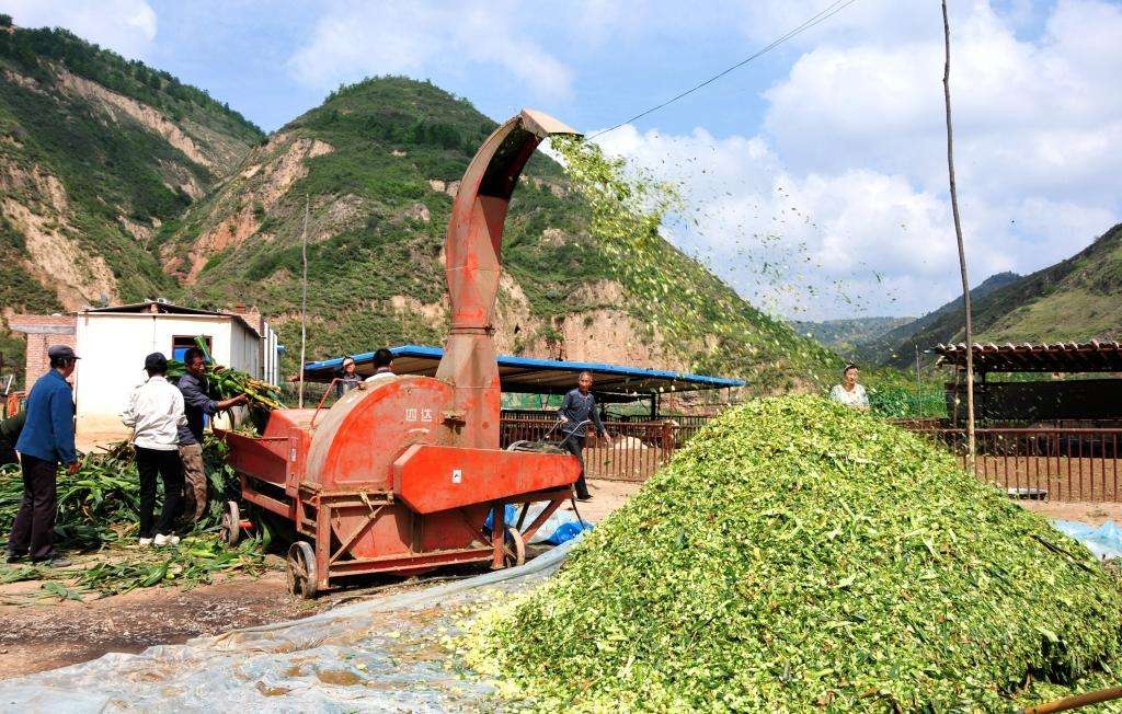 物以稀为贵，冬季牧草稀缺，养牛省草这十法更经济！