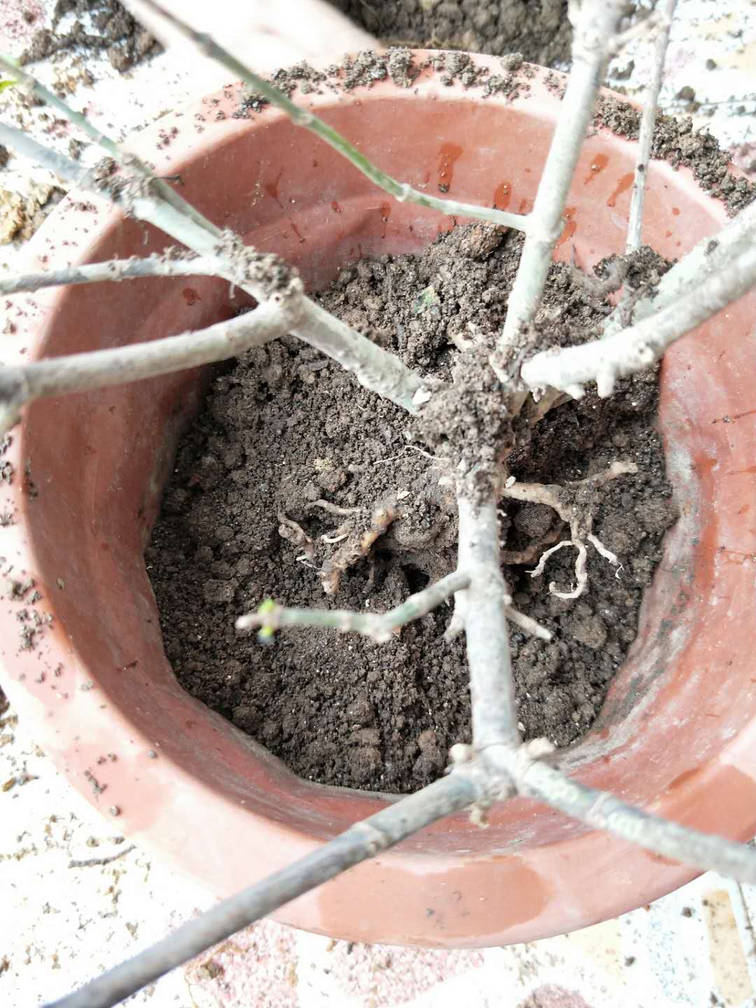 植物新叶烧叶怎么解决,植物烧尖怎么办