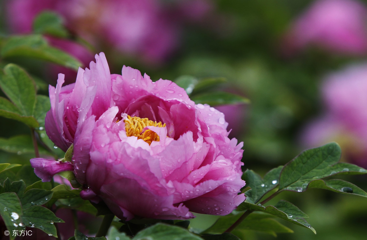世界各国的国花都是什么,世界各国的国花花语