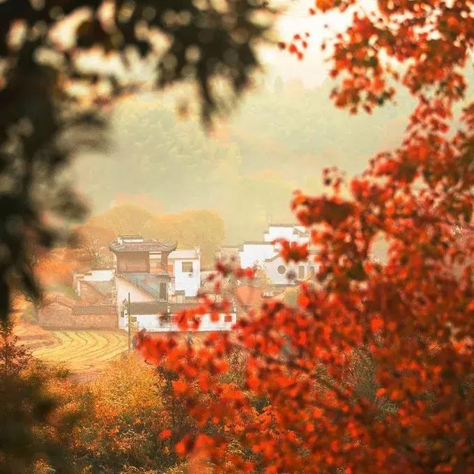 这片媲美京都的红叶之森只藏15栋梦幻树屋，杭州1.5h直达！