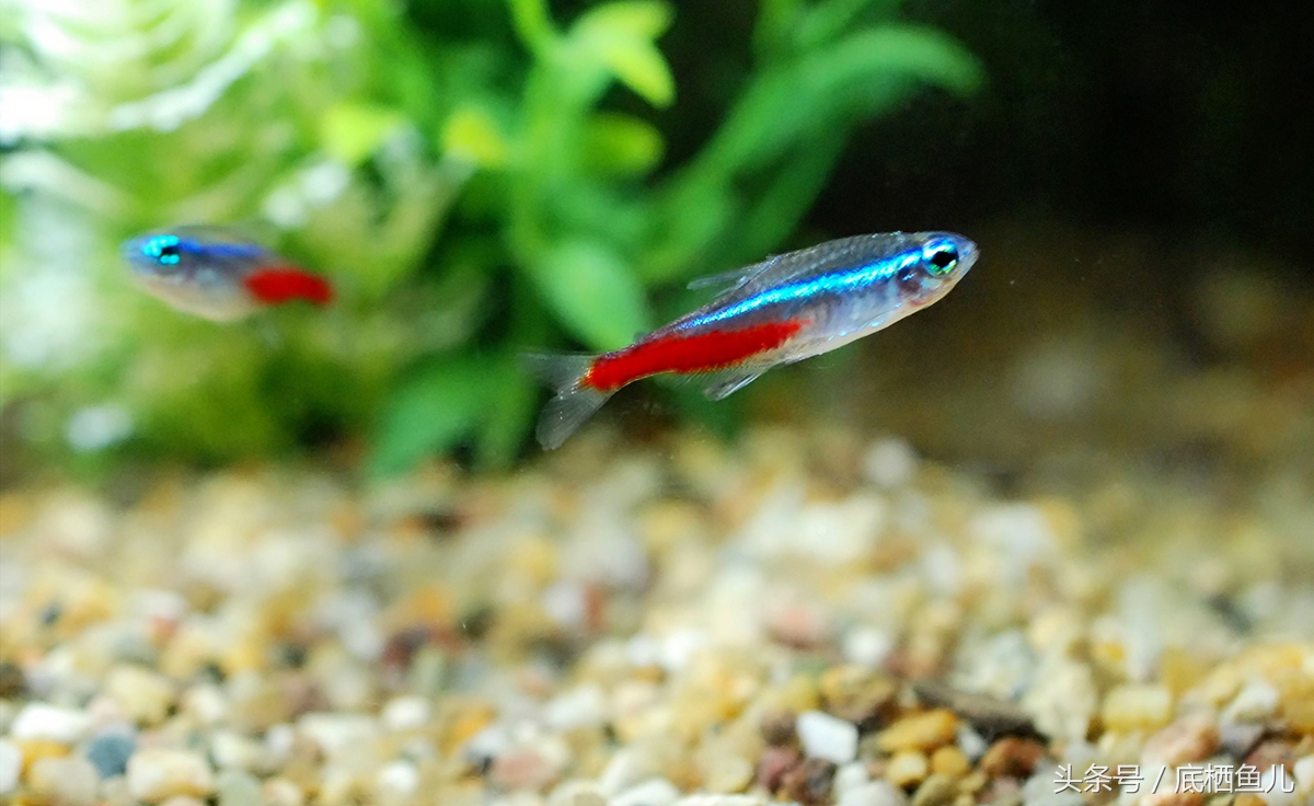 好养又皮实的小型鱼,比较抗活的小型鱼