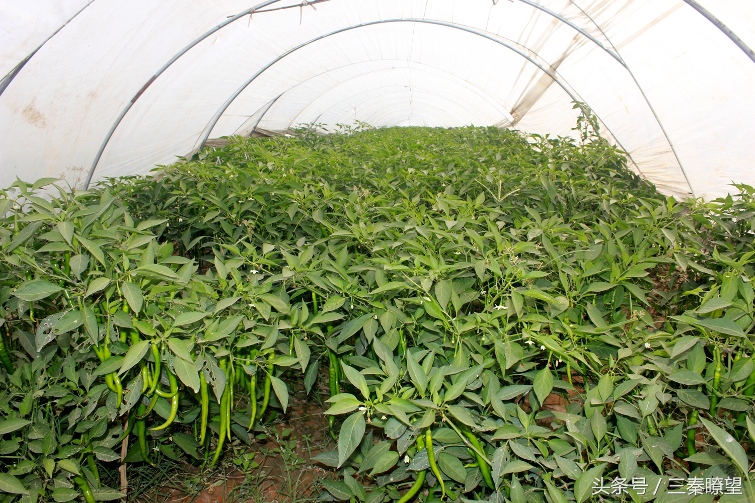 小产业引领大发展——陕西蒲城县龙池镇平头村高会学发展辣椒产业带领村民脱贫致富事迹