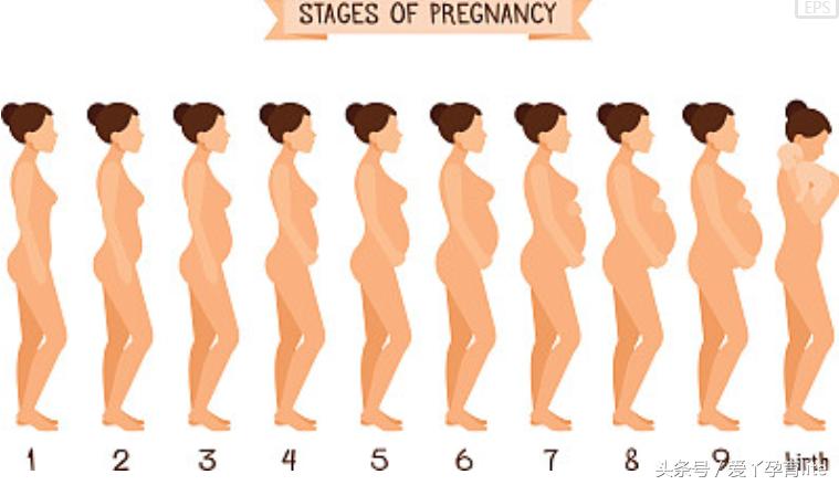怀孕十月宝宝发育图表,十月怀胎宝宝生长过程视频