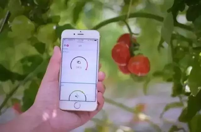 荷兰农业怎么炼成的,荷兰农业领先世界的秘密