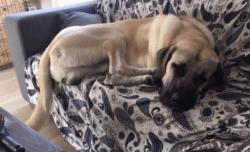 狗狗做梦很厉害,狗狗睡觉时怎样看出它在做梦